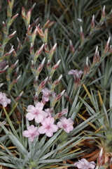 Acantholimon