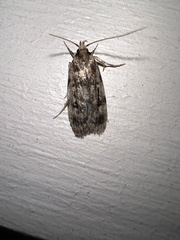 Barea exarcha