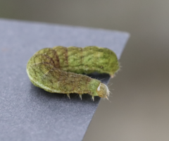 Phlogophora meticulosa