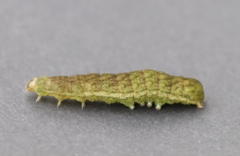 Phlogophora meticulosa