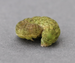 Phlogophora meticulosa