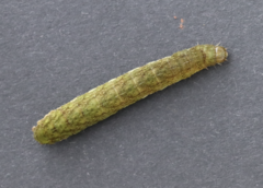 Phlogophora meticulosa