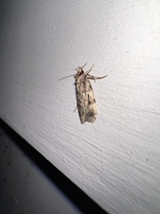 Barea exarcha