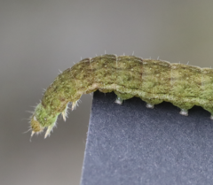 Phlogophora meticulosa