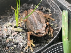 Litoria