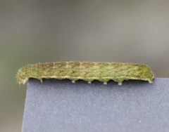 Phlogophora meticulosa