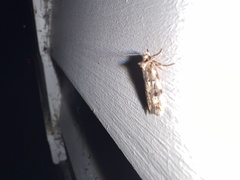 Barea exarcha