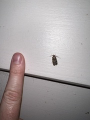 Barea exarcha