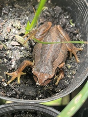 Litoria