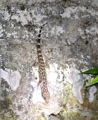 Cyrtodactylus