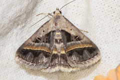 Acantholipes trimeni