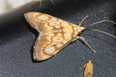 Chalcidoptera thermographa