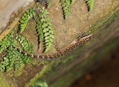 Cyrtodactylus