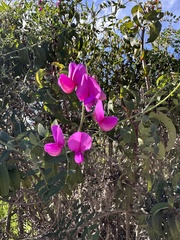 Lathyrus vestitus alefeldii