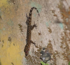 Cyrtodactylus