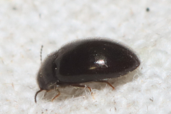 Limnichidae