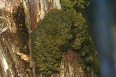 Leptogium phyllocarpum
