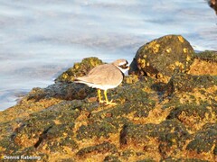 Charadrius hiaticula