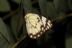 Belenois creona