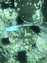 Brachaelurus waddi