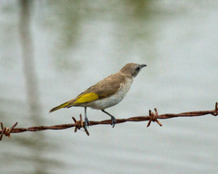 Conopophila rufogularis