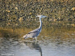 Ardea cinerea