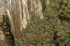 Leptogium phyllocarpum