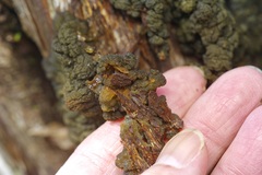 Leptogium phyllocarpum