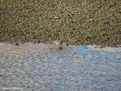Calidris alpina