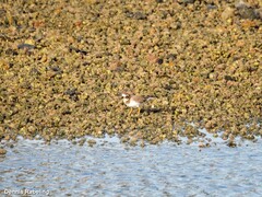 Charadrius hiaticula