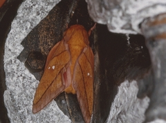 Syssphinx quadrilineata