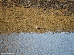 Charadrius hiaticula