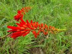 Erythrina humeana