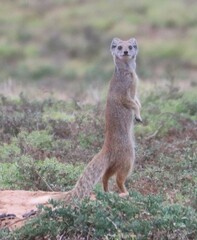 Cynictis penicillata penicillata