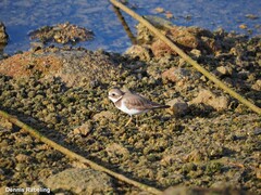 Charadrius hiaticula