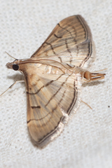 Marasmia trapezalis