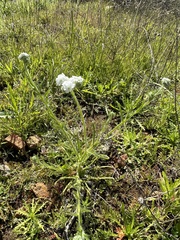 Cryptantha intermedia