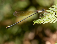 Allocnemis leucosticta