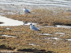 Ichthyaetus melanocephalus
