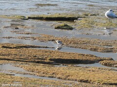 Calidris alba