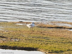 Ichthyaetus melanocephalus