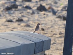 Bucanetes githagineus