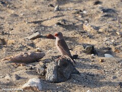 Bucanetes githagineus