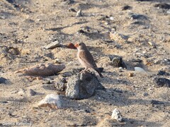 Bucanetes githagineus