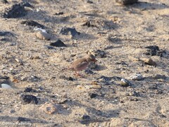 Bucanetes githagineus