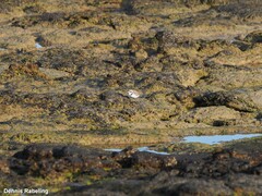Charadrius alexandrinus