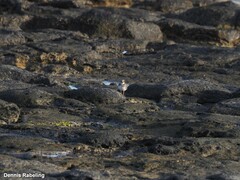 Charadrius hiaticula