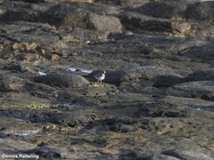 Charadrius hiaticula