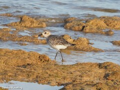 Pluvialis squatarola