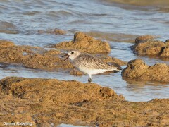 Pluvialis squatarola